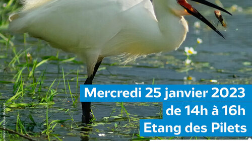 ANIMATION LIGUE POUR LA PROTECTION DES OISEAUX